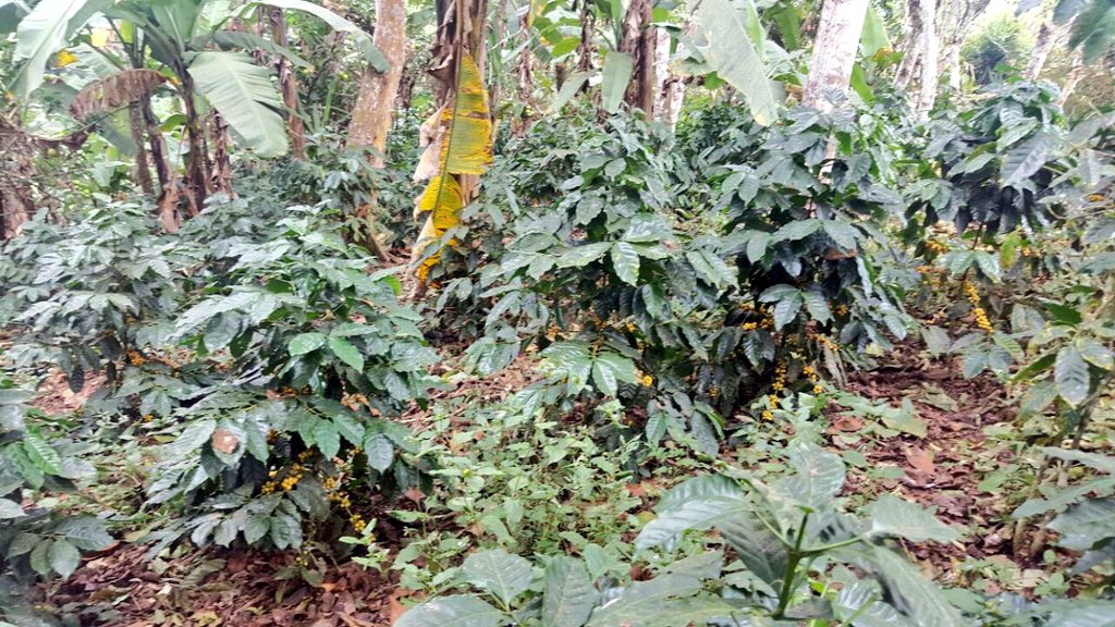 Agricultura_CZ7's tweet photo. #InfoMAG | Seguimiento técnico a cultivo de café variedad Catucaí 2sl #Chaguarpamba #CaféYCacaoEc https://t.co/Dwr339AuX1