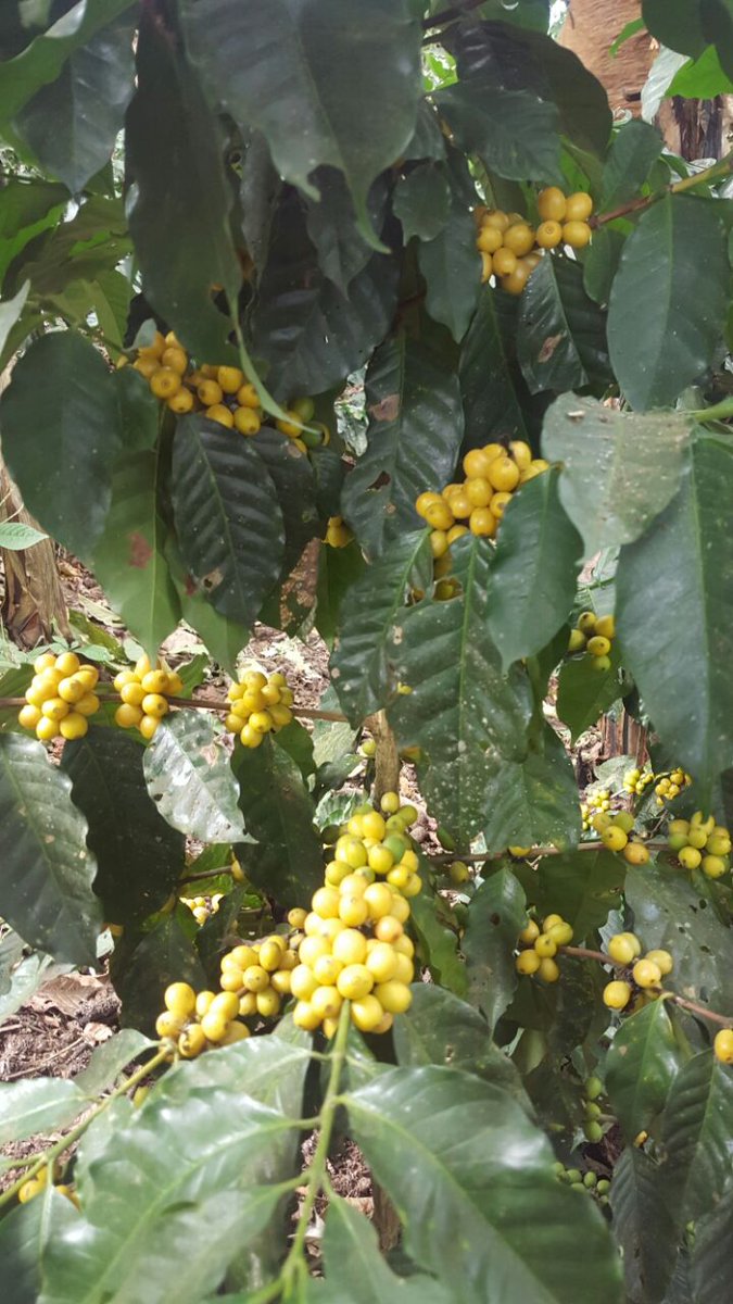 Agricultura_CZ7's tweet photo. #InfoMAG | Seguimiento técnico a cultivo de café variedad Catucaí 2sl #Chaguarpamba #CaféYCacaoEc https://t.co/Dwr339AuX1