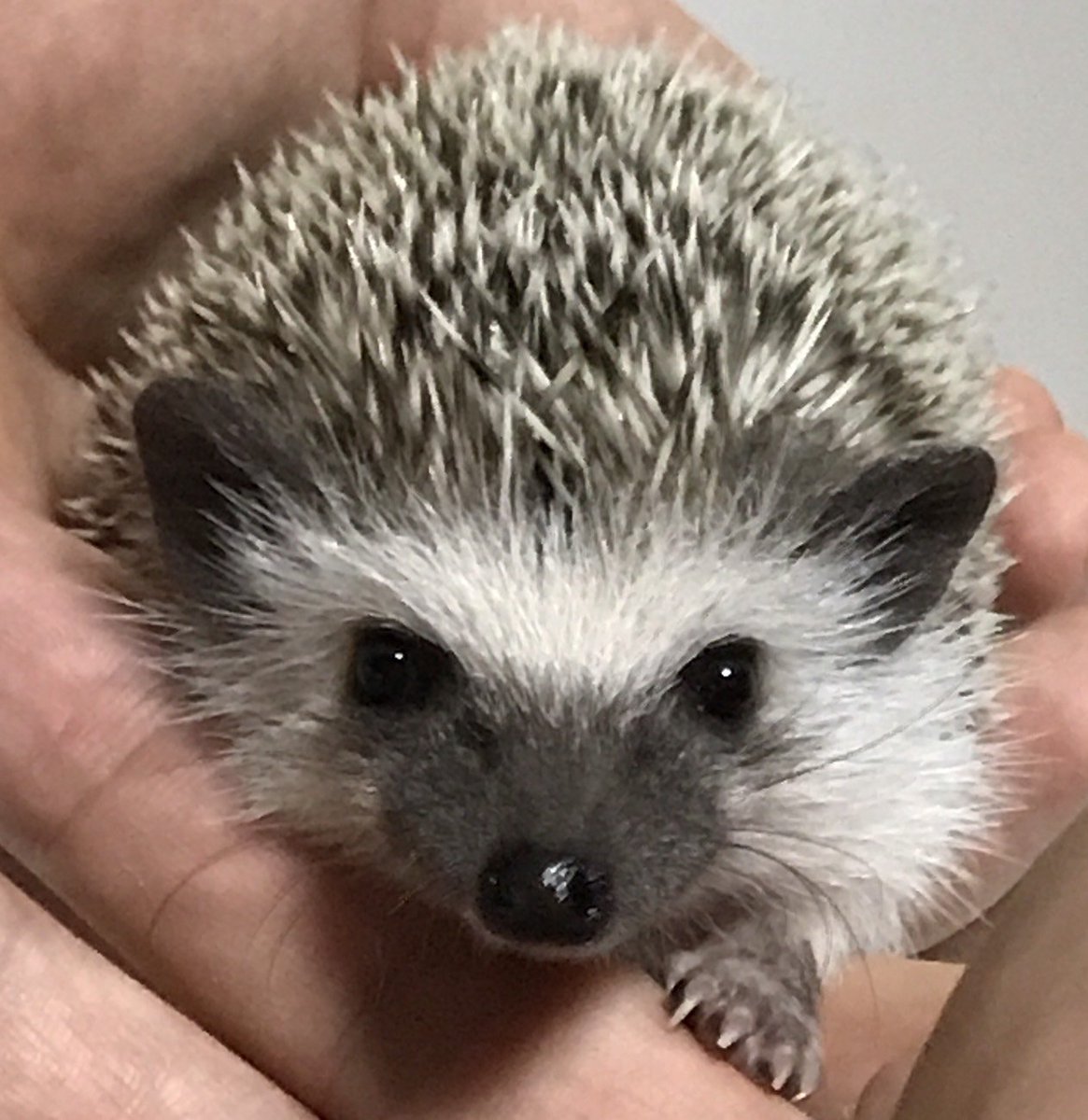 すごろく この破壊力 かわいすぎてラインの待ち受けに笑 ヨツユビ ハリネズミ Hedgehog Atelerix Erinaceinae G Fischer かわいい