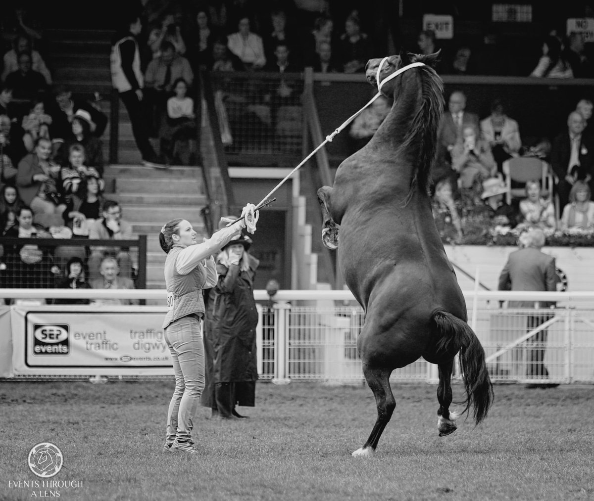 eventslens's tweet photo. Lots of excitement here in the main ring this morning on Royal Welsh Wednesday. @royalwelshshow #sioe2017 https://t.co/q7MdrT8Ogb