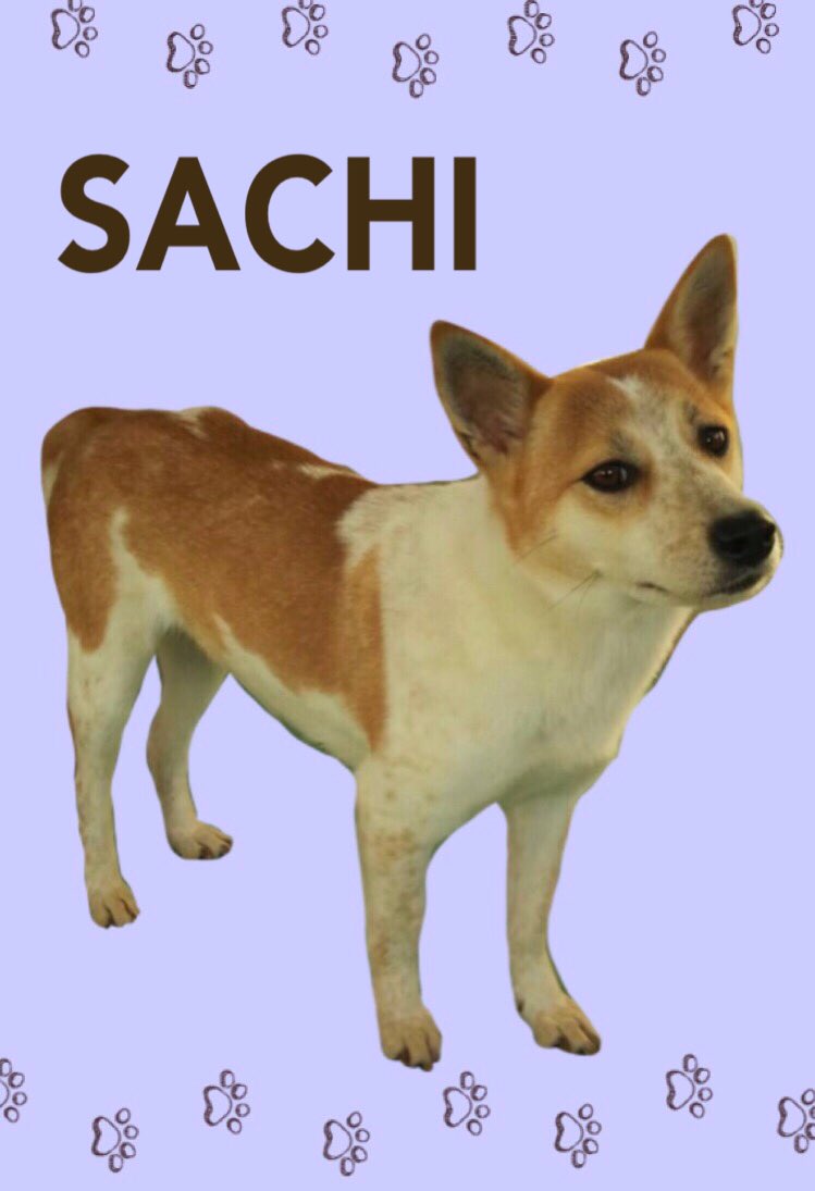 ট ইট র Npo法人 碧い鈴 里親募集 名前 幸 さち 性別 女の子 性格はおっとりな女の子 誰にでも寄って来て良い子です 詳細はホームページをご覧ください T Co Mp7d5qwsnx T Co 4o1rncoysz ট ইট র