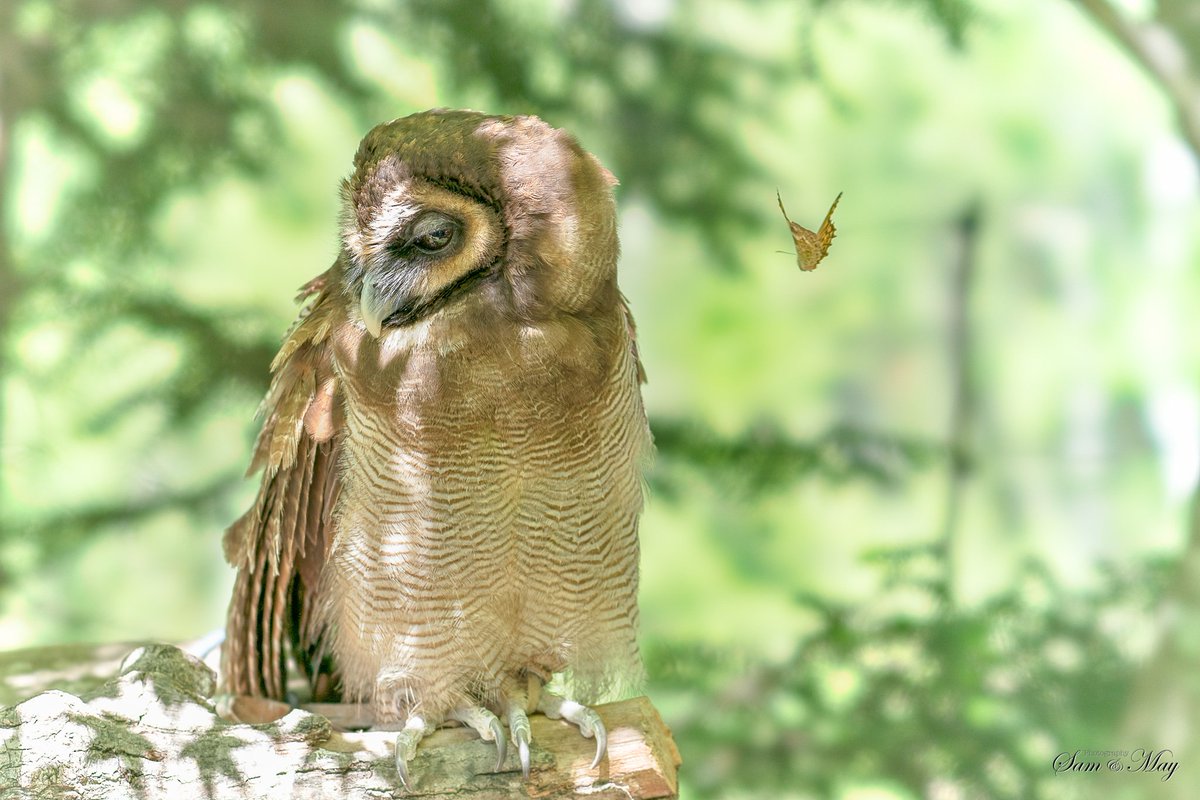 Uzivatel なも Na Twitteru 可愛い O フクロウとミミズクの区別がよくわからない でも可愛いしかっこいい ミミズク フクロウ ワシ 高原で猛禽類