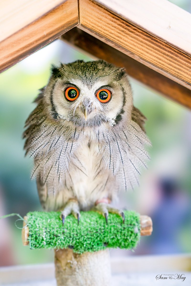 なも 可愛い O フクロウとミミズクの区別がよくわからない でも可愛いしかっこいい ミミズク フクロウ ワシ 高原で猛禽類 T Co Dfpxf Twitter