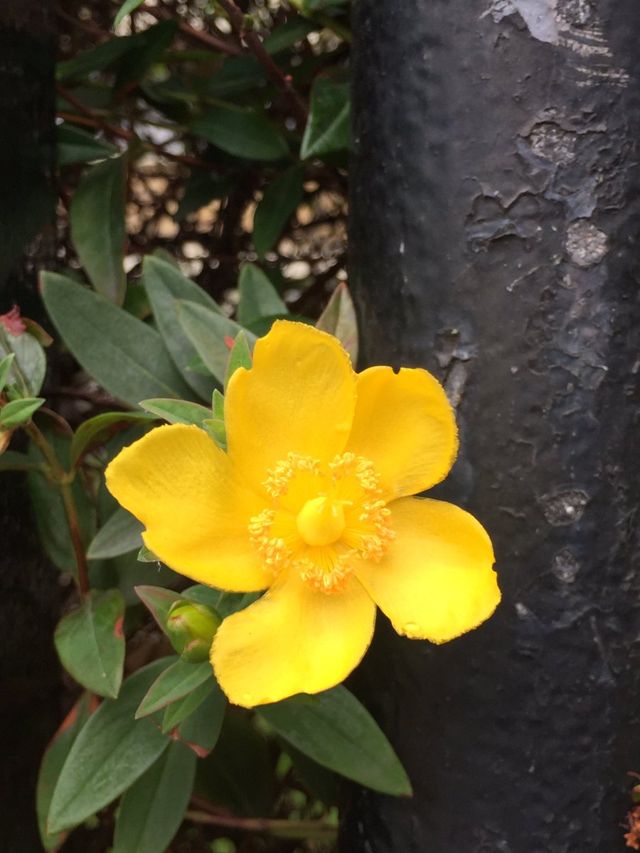 Cloudy and slightly cold but nature's beauty is always there 🌼🌨