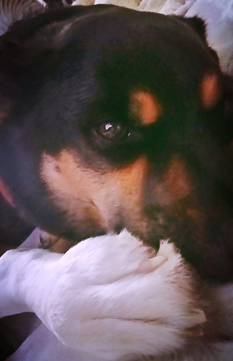 grrrrrrlscout's tweet photo. #toe #sniffer #dogslife #Dogfamily @SQRocky @theDogMaple @Biscqueef @Phenny128 @Shellbees_Story https://t.co/gIQVAxQc7l