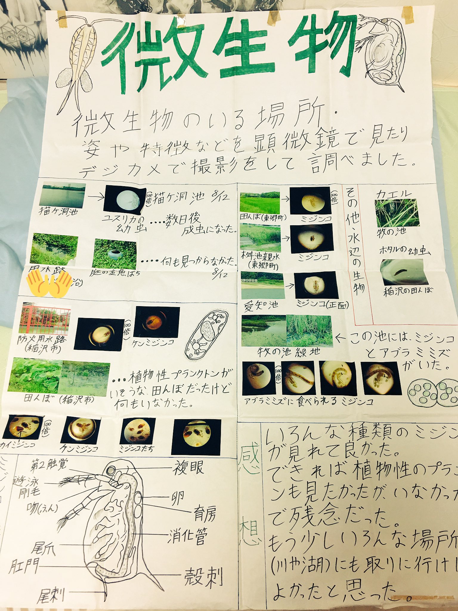 しぶといもっさん 中学の時の自由研究見つけた W 2年連続で校内表彰されたポスタープレゼン O ちょうど 夏休みだしプラナリアなんかは自由研究にオススメ 気持ちわるいけど 相変わらず字が汚い ぼくの夏休み 自由研究