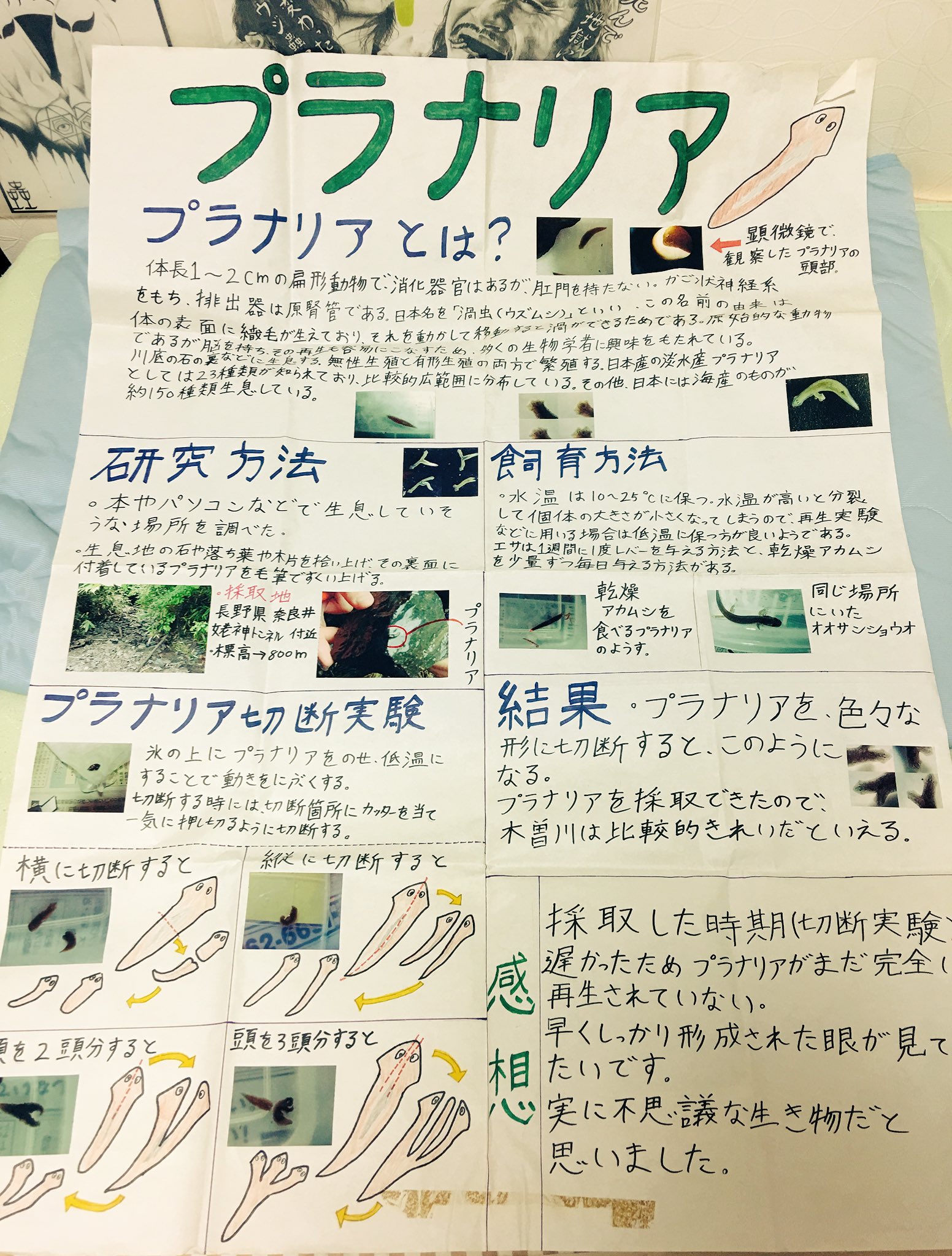 Twitter 上的 しぶといもっさん 中学の時の自由研究見つけた W 2年連続で校内表彰されたポスタープレゼン O ちょうど 夏休みだしプラナリアなんかは自由研究にオススメ 気持ちわるいけど 相変わらず字が汚い ぼくの夏休み 自由研究 Twitter 上的 しぶといもっさん 中学の時の自由研究見つけた W 2年連続で校内表彰されたポスタープレゼン O ちょうど 夏休みだしプラナリアなんかは自由研究にオススメ 気持ちわるいけど 相変わらず字が汚い ぼくの夏休み 自由研究