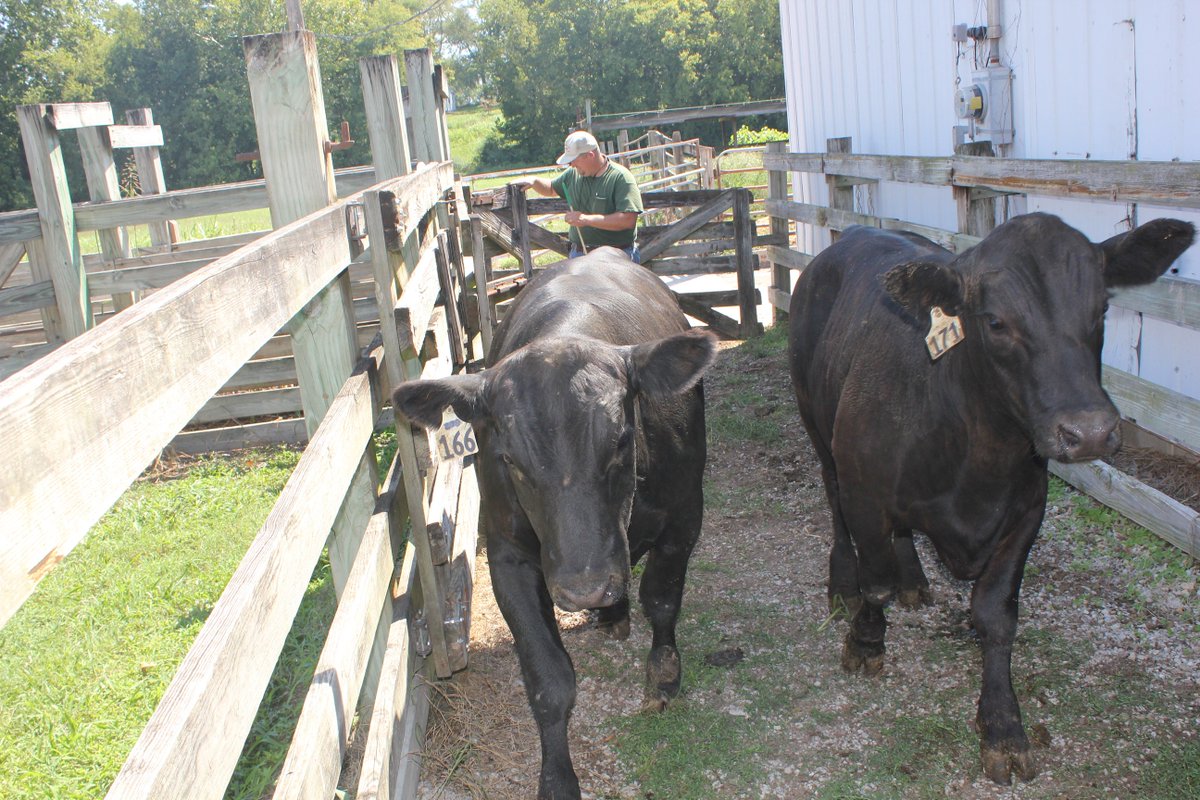 UT AgResearch (@utagresearch) on Twitter photo 84 day bull test scheduled to begin this fall. Apps due by Aug. 1. <a href="/TNAgriculture/">TN Dept. of Ag</a> <a href="/TennesseeCattle/">TN Cattlemen's Assoc</a> <a href="/UTAnimalScience/">UT Animal Science</a> ow.ly/y6LY30dU8oH 84 day bull test scheduled to begin this fall. Apps due by Aug. 1. <a href="/TNAgriculture/">TN Dept. of Ag</a> <a href="/TennesseeCattle/">TN Cattlemen's Assoc</a> <a href="/UTAnimalScience/">UT Animal Science</a> ow.ly/y6LY30dU8oH