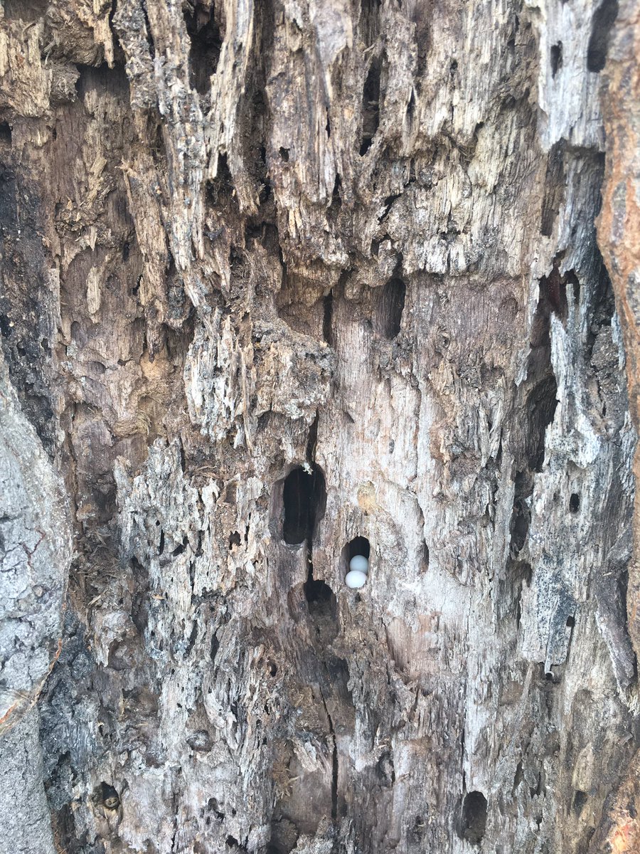 brtreeguru's tweet photo. Even decaying trees proved habitats for critters!! https://t.co/qjGrSpNtUM