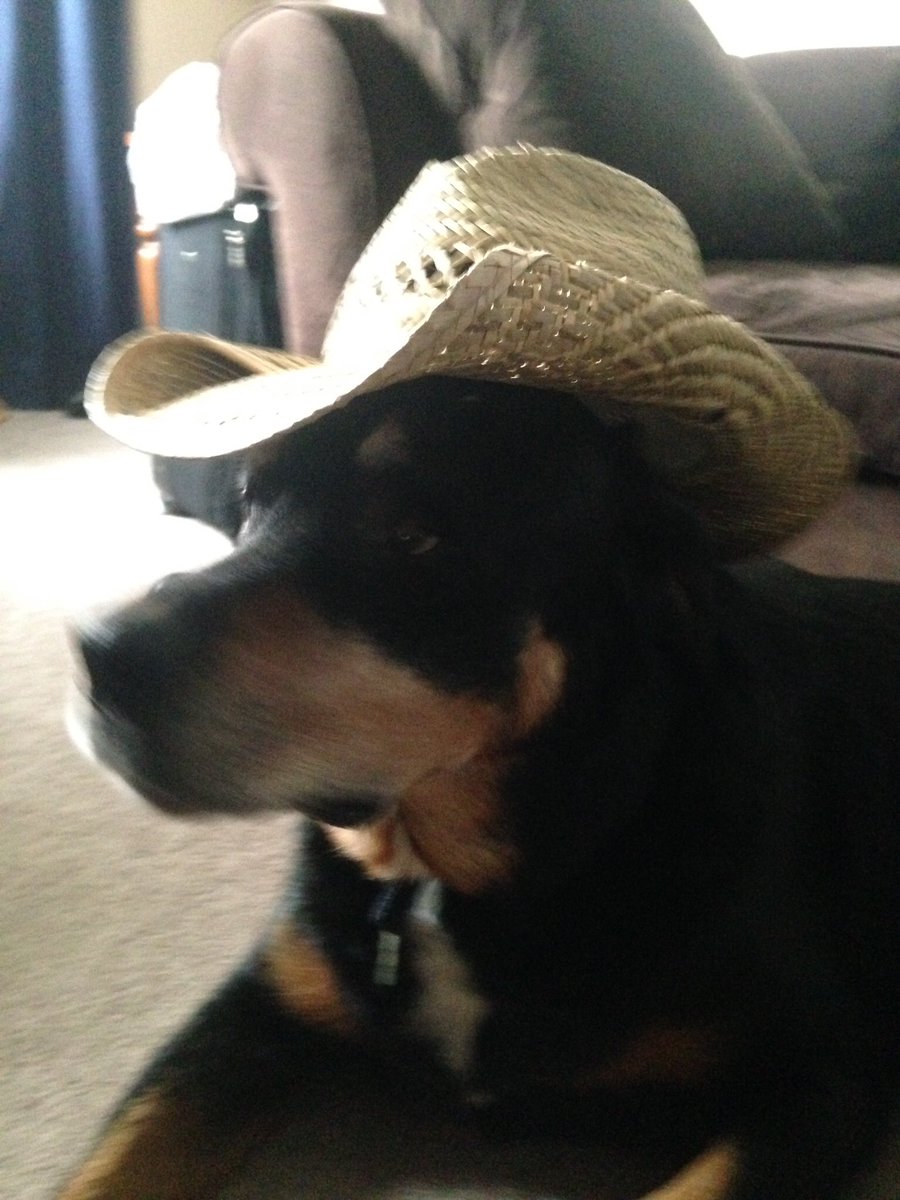 TankTheDogAnson's tweet photo. Sometimes I'm a cowboy, other times I'm a reindeer, but most of all I'm a good boy. https://t.co/2gfTuteDSt