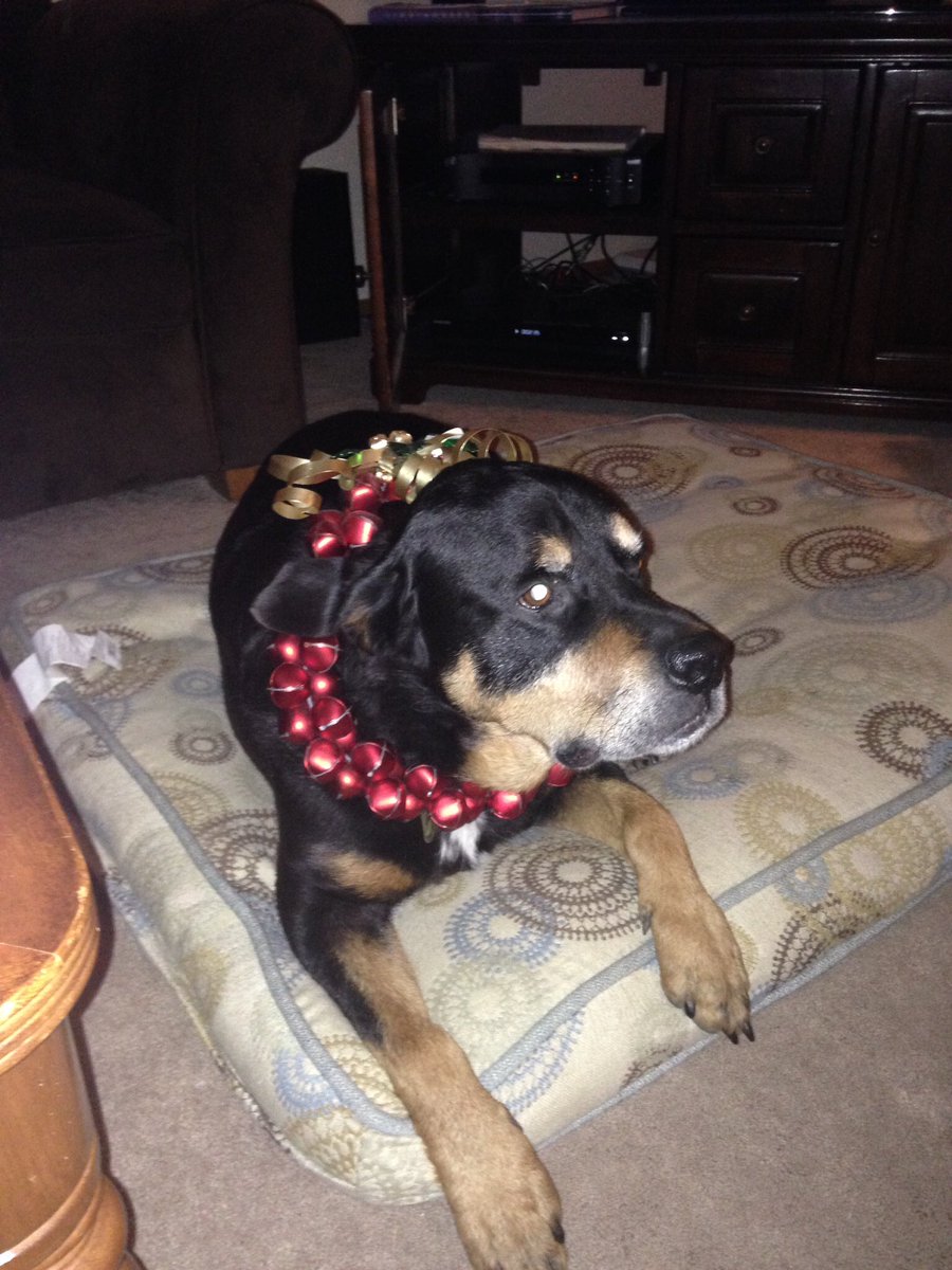 TankTheDogAnson's tweet photo. Sometimes I'm a cowboy, other times I'm a reindeer, but most of all I'm a good boy. https://t.co/2gfTuteDSt