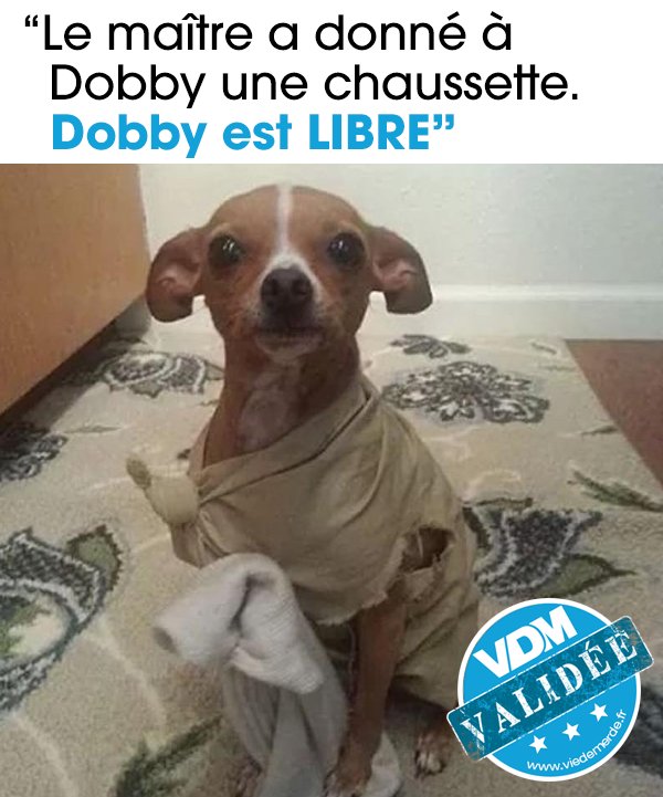 viedemerde's tweet photo. Désolé pour le spoil mais Dobby n'est pas mort, et il a reçu une toute nouvelle chaussette. #VDM #viedemerde #HarryPotter #Dobby https://t.co/j8frFxjnAQ