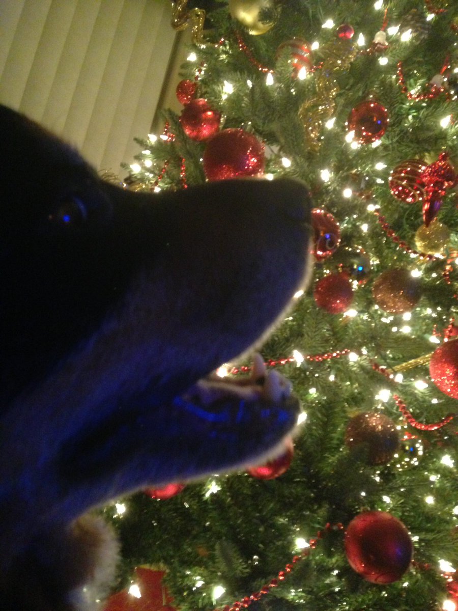 TankTheDogAnson's tweet photo. Have I mentioned I love Christmas? https://t.co/mor5h0Fq2H