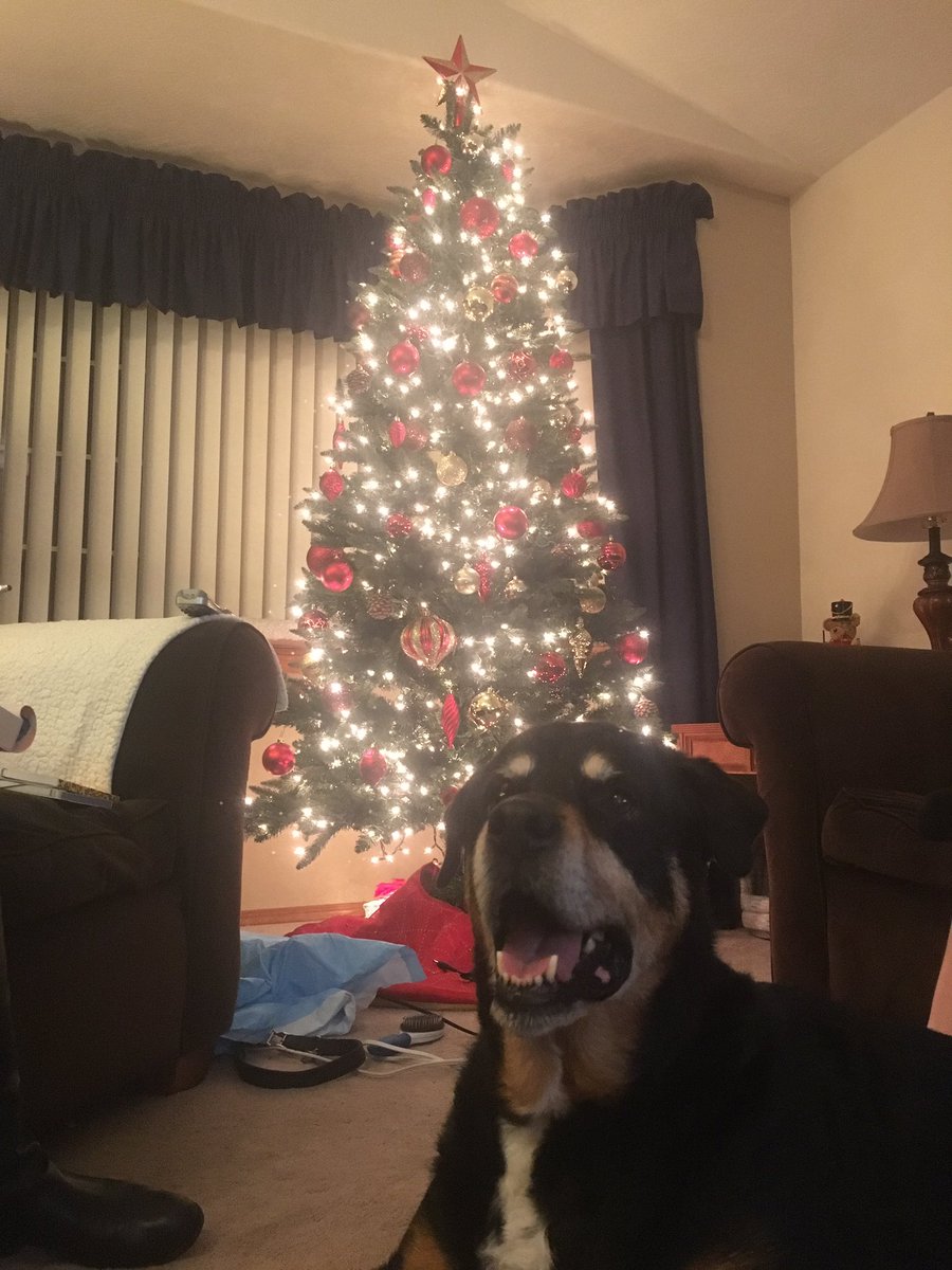 TankTheDogAnson's tweet photo. Have I mentioned I love Christmas? https://t.co/mor5h0Fq2H