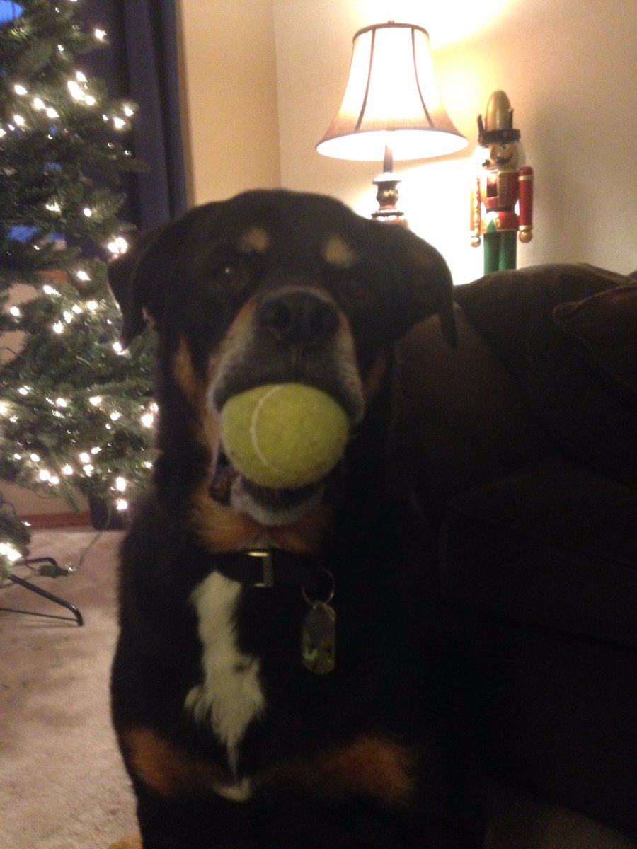 TankTheDogAnson's tweet photo. Have I mentioned I love Christmas? https://t.co/mor5h0Fq2H