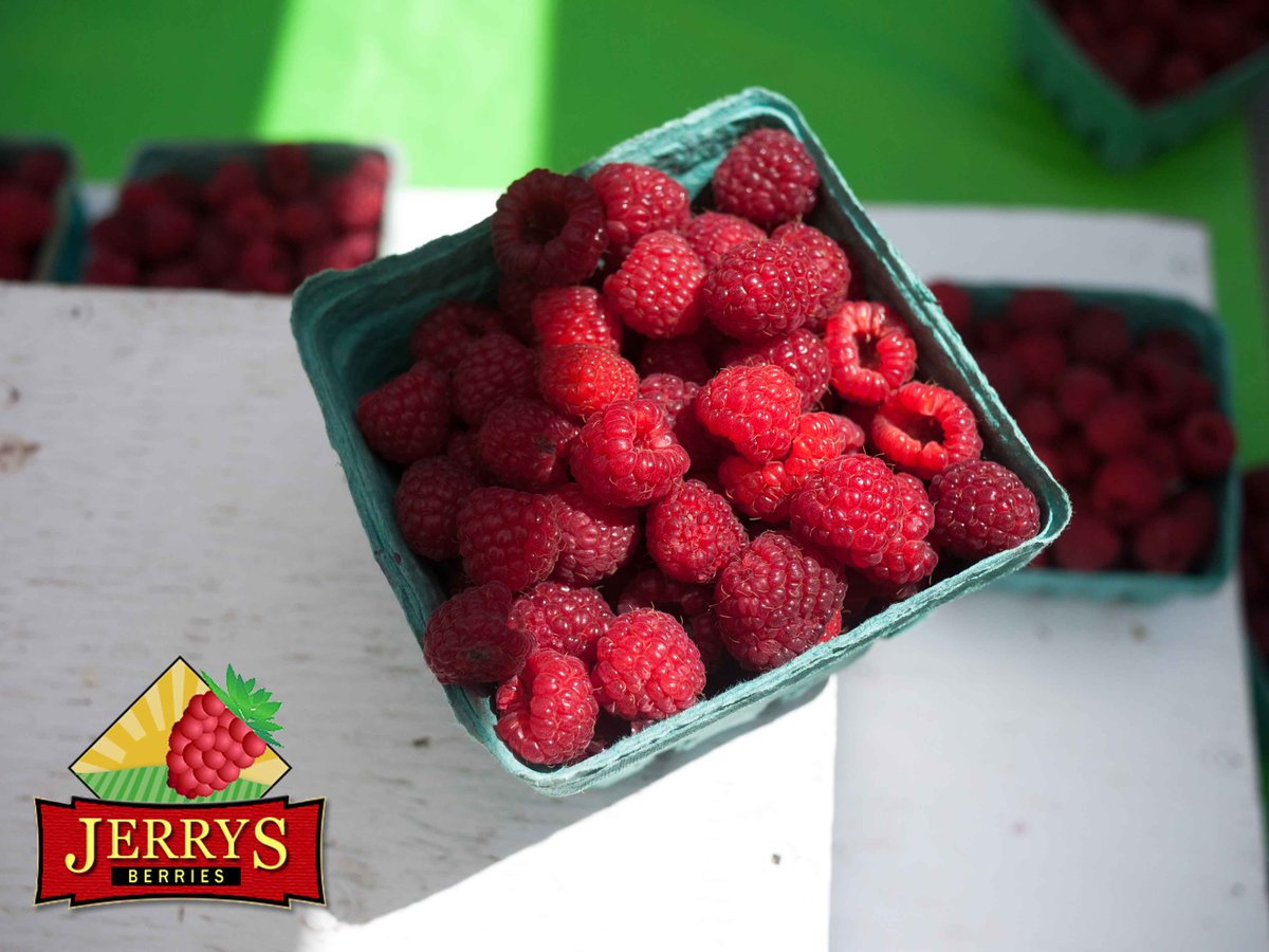 Jerry's Raspberries (@Jerriesberries) / Posts / X