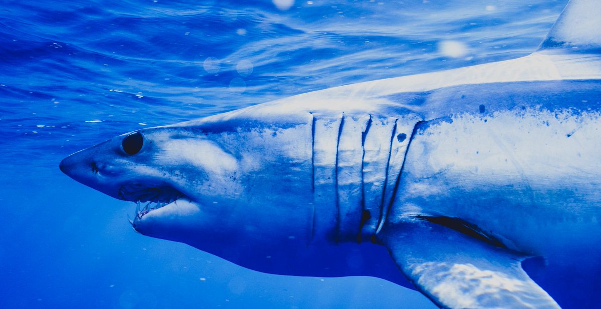 Discovery's tweet photo. Tonight on @SharkWeek: Meet male mako shark Scar, named for his distinctive marks. https://t.co/uf11wnzRK4