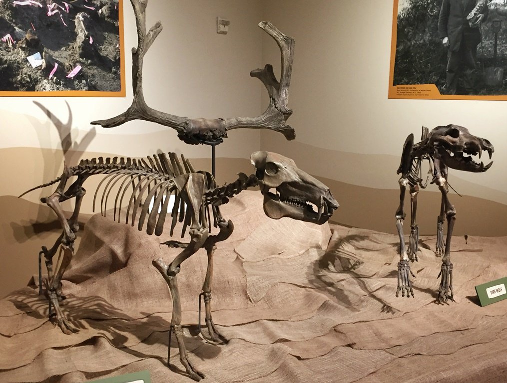 IndianaMuseum's tweet photo. Mastodons, flat-headed peccaries and more! Discover Indiana's chilly past in #ISMIceAge. https://t.co/PfHg2sPLkd #ISMscience https://t.co/KtLEZPjYZU