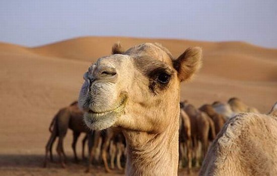 AflacTN's tweet photo. Favorite day of the week...#HumpDay! We're on the downslope now. #AflacTN #DuckPrints https://t.co/Nz4mf4lsaD
