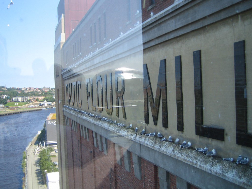 simon_chard's tweet photo. This was a bit of a pilgrimage too... #Newcastle #kittiwakes https://t.co/jdw0wJ17iJ