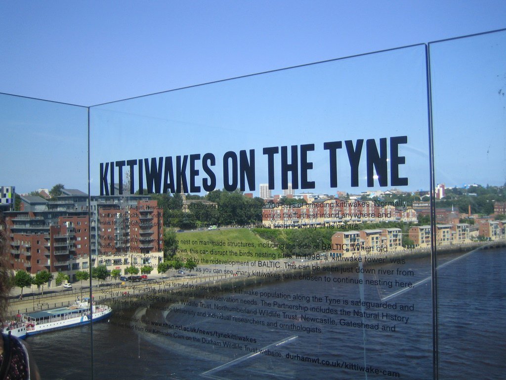 simon_chard's tweet photo. This was a bit of a pilgrimage too... #Newcastle #kittiwakes https://t.co/jdw0wJ17iJ