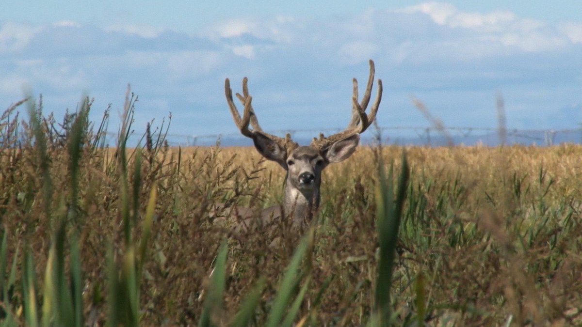 DruryOutdoors's tweet photo. Velvet looks good on you 😍 https://t.co/AOJzDlLX3Z