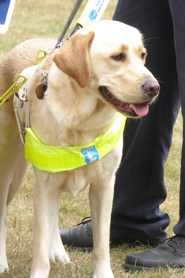 guidedogs's tweet image. Can you put a price on freedom? Yes, £5 a day keeps a guide dog partnership on the road #WednesdayWisdom