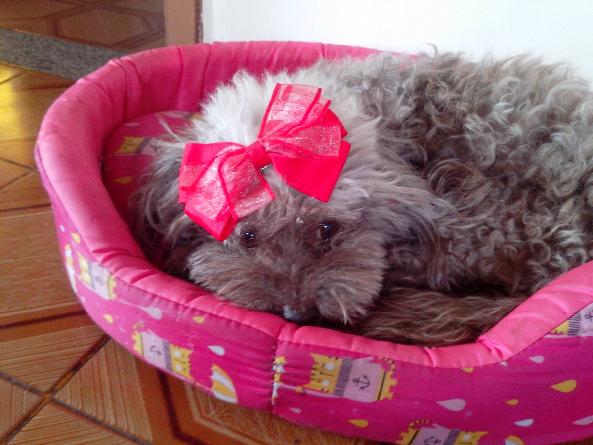 Nenix linda de mamãe! 
#bomdiapessoal #amorde4patas #mamaeama #dog #love 🐶💕😍