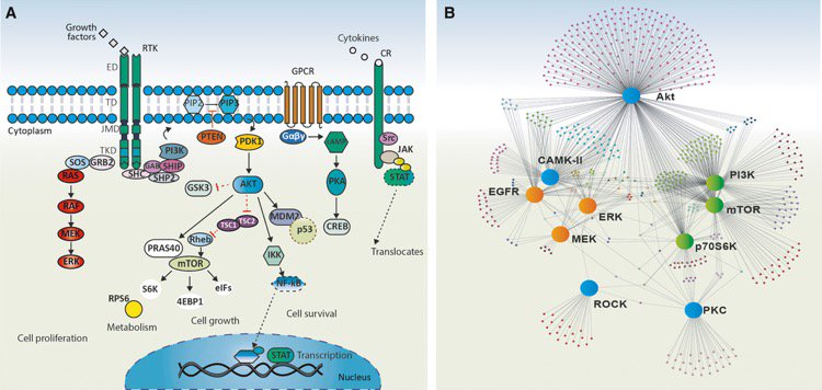 FEBS_Letters's tweet photo. Review: Identifying #kinase dependencies in #cancer #signalingnetworks https://t.co/0zTUNZ477o #phosphoproteomics #proteinphosphorylation https://t.co/ku6lrgJq5X