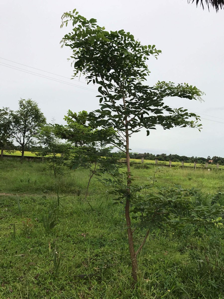 The Rosewood trees are fastly growing from August, 2016 to July 2017. How big it is and it is unbelievable growing. The product IMNSJ.