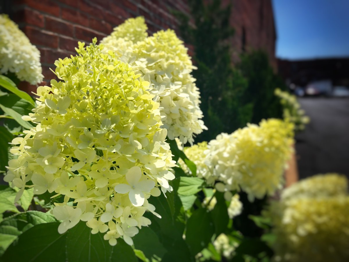 Barnes Nursery On Twitter Bask In The Late Summer Limelight With