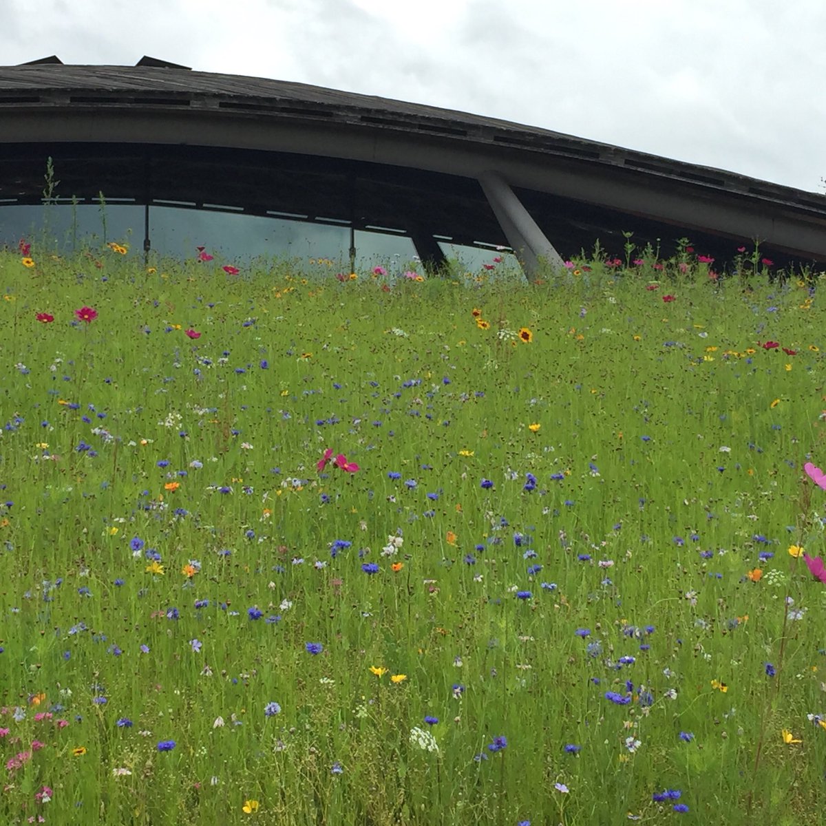 andreas_1669's tweet photo. Gorgeous wild flowers #savillegardensbuilding #flowers #wildflowers @Rach_Pollard @eagleradio #looksfab #savillegardens #lotsofbees https://t.co/ufhtb44TPd