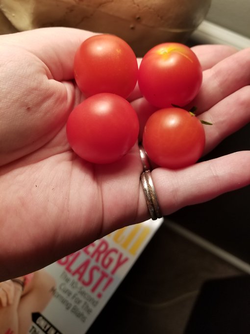 I grew tomatoes!!! https://t.co/VNkdxsctOt<a href="/tag/snapchat"class="tags"><span>#snapchat</span></a>