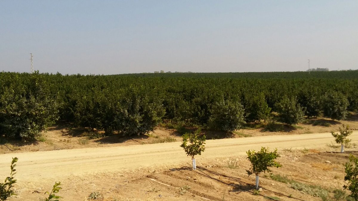 aggbiotech's tweet photo. Finca de cítricos de la variedad Tango tratada con nuestro programa integral de recuperación de suelo con #fertilizacionBiologica, #PUMAEP https://t.co/PIxM8uubVT