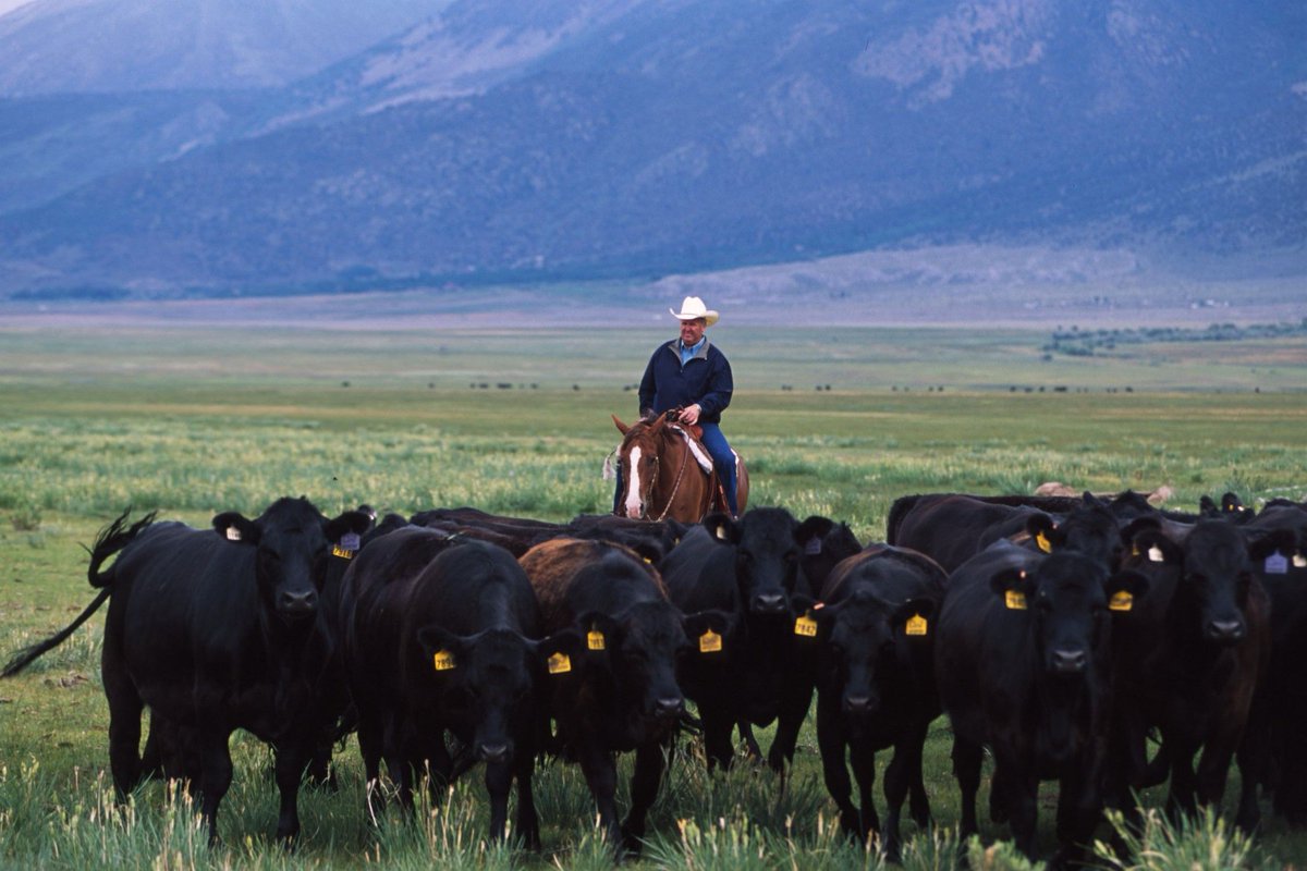 cattlefax's tweet photo. Cattle Inventory Preceding Packing Plant Challenges https://t.co/npAWHTjl8B 
.
.
.
#cattleinventory #Packing #beef #cattle #USCattle https://t.co/BAr4NwPfpx