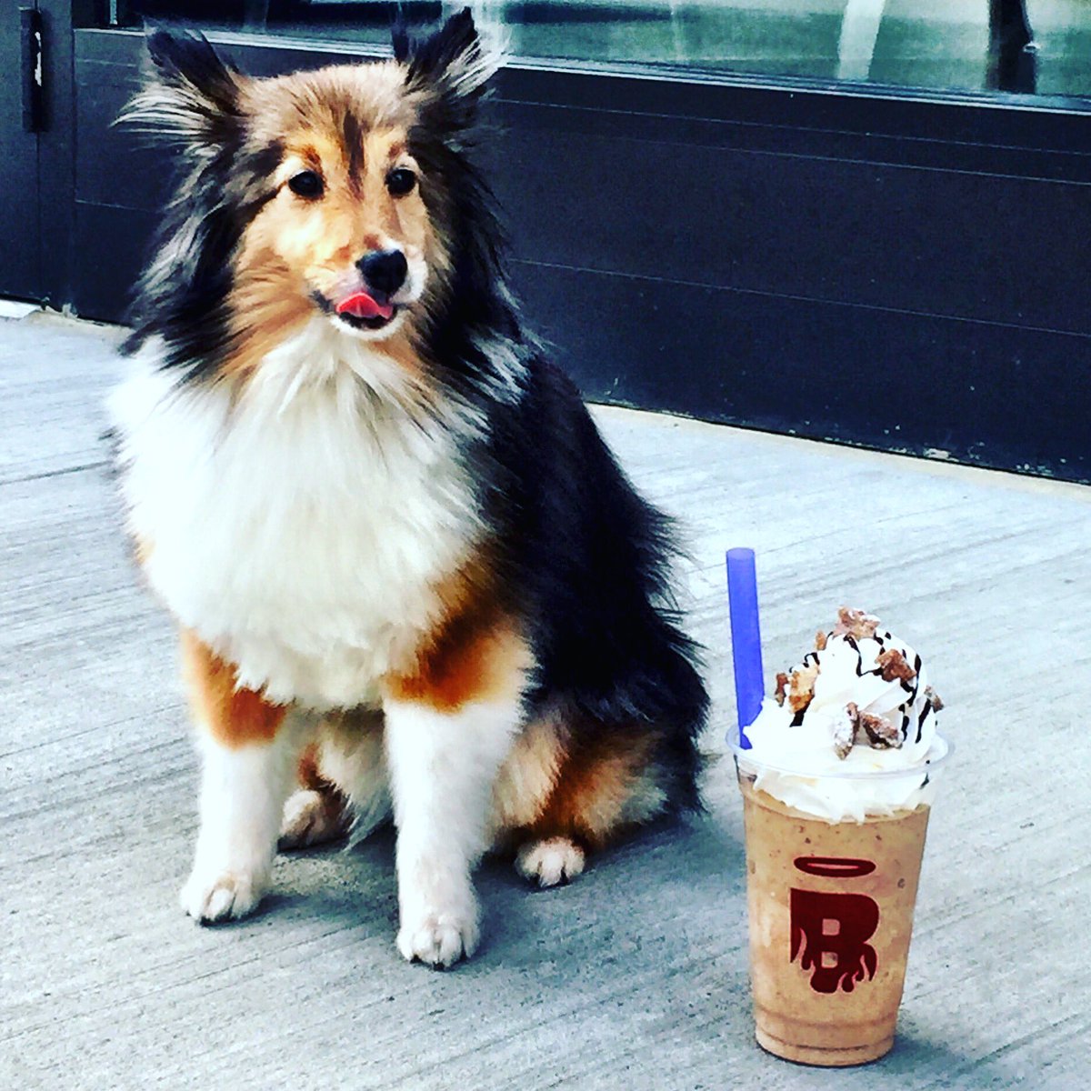 BurgatoryBar's tweet photo. Share a picture of your furry friend today &amp; tomorrow for the chance to win a $50 gift card!! Winner will be announced on Friday. https://t.co/i7jgsXux6n
