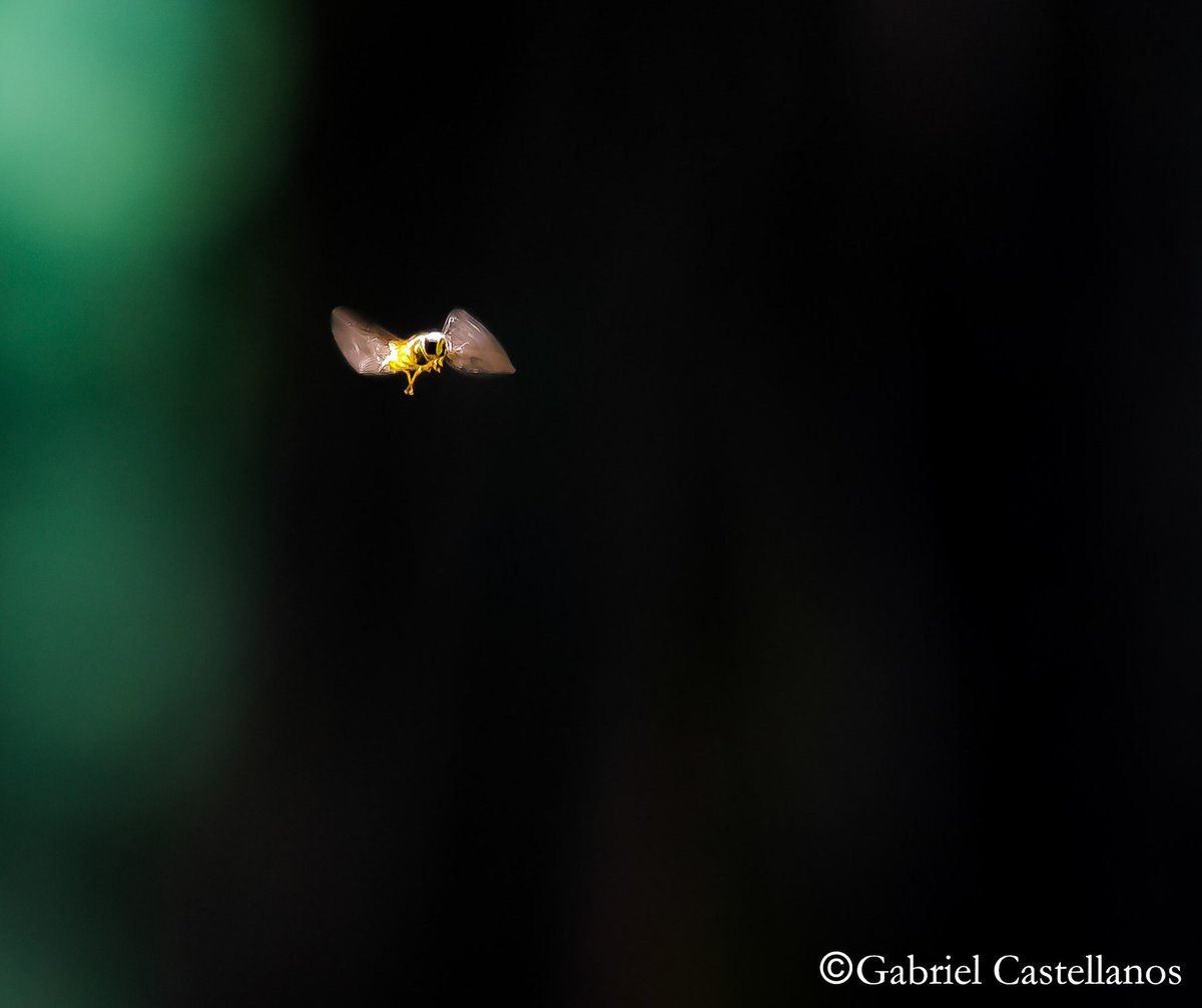 fotogabomx's tweet photo. Libre! #abeja #vuelo #naturaleza #madretierra #insecto #mexico #cdmx #fotogabo https://t.co/9dwME8HkDs