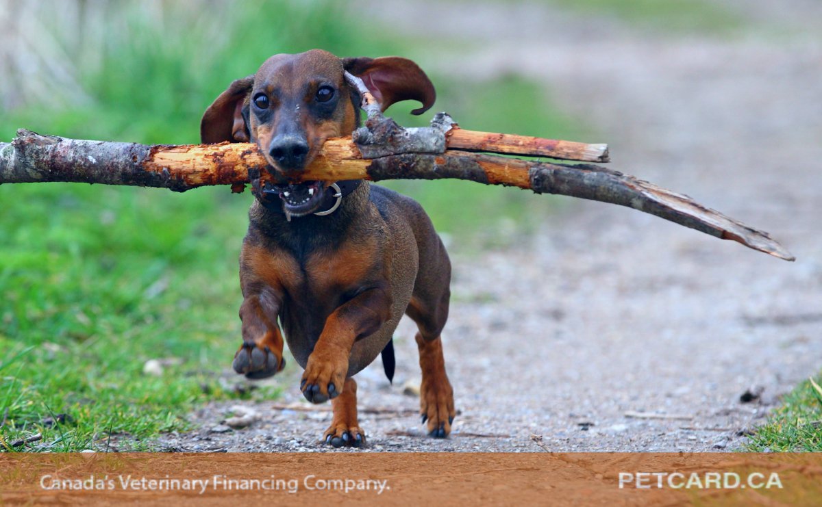 iFinancePet's tweet photo. A healthy eating and exercise routine is important for animals with #diabetes as it helps to reduce blood sugar spikes! 🐾 #PetHealth https://t.co/oGrgw5nd6P