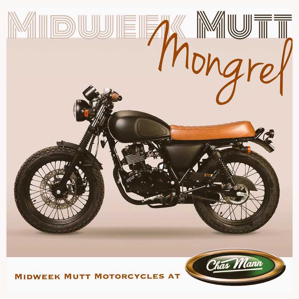 A Midweek Mutt... @MONDAYMOCO