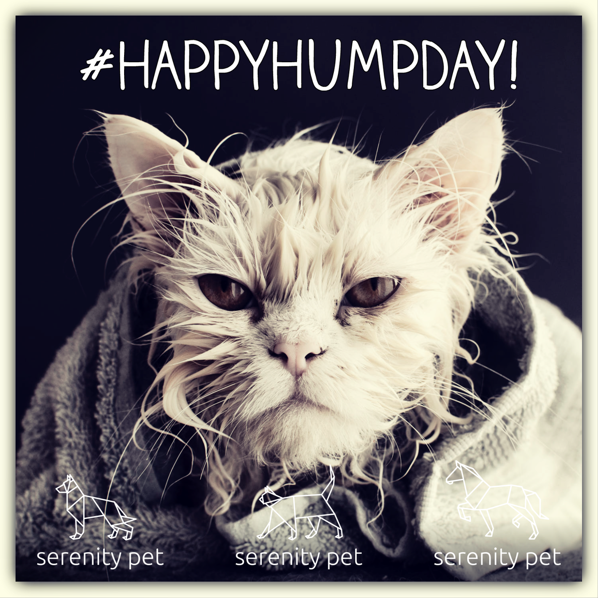 serenitypet's tweet photo. #HappyHumpDay! This weather's making us feel like this moggy!
Check out our Towel Off Cat Shampoo NOW ON SALE!
https://t.co/U68r64pwNV https://t.co/5u13PMBztm