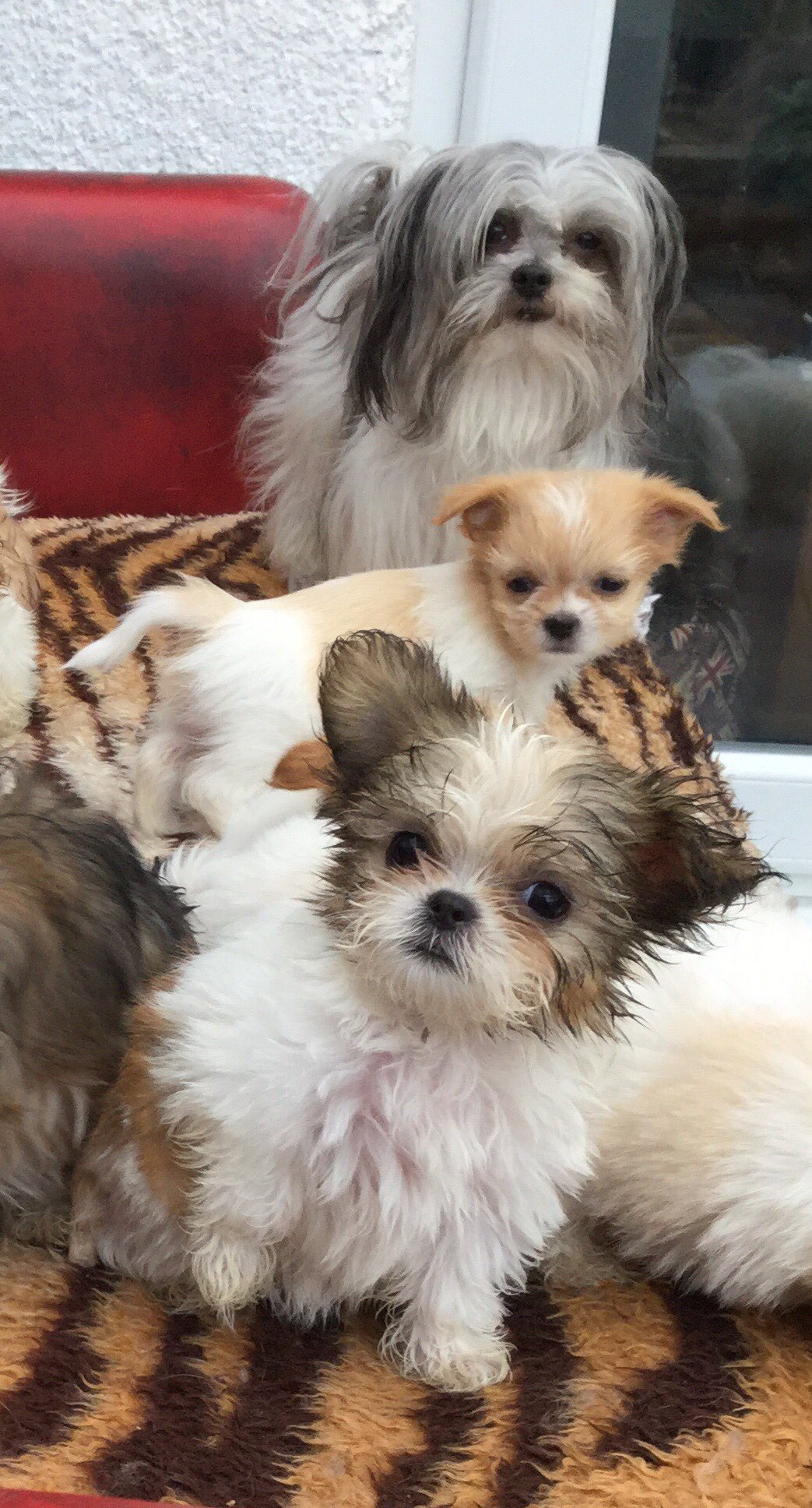Miki deals dog teacup