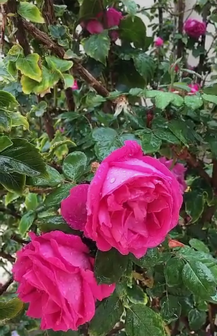 هناك اشخاص بدون قصد يجعلون يومك أسعد بلمساتهم الخاصة ضحكه ،سؤال عن الحال ،تعليق، اتصال، هؤلاء من يستحقون التقدير..💕
#حروف_وقهوة