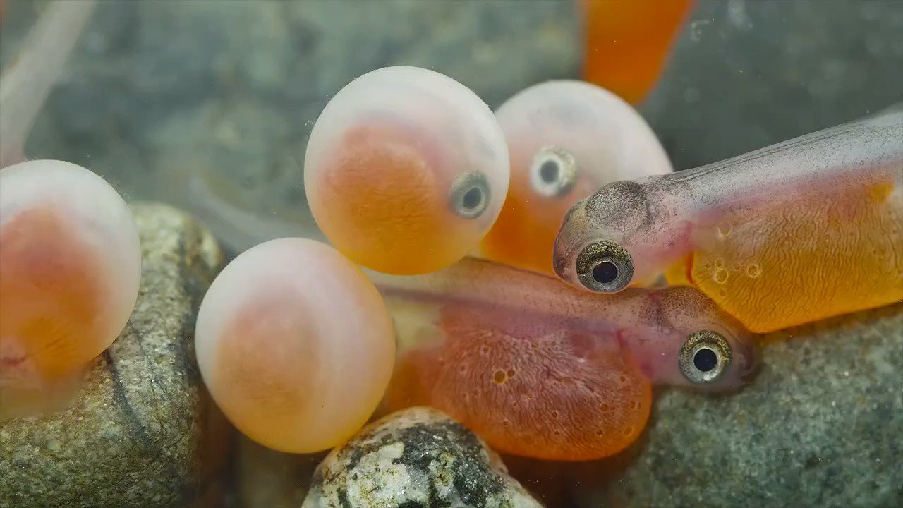 US Department of the Interior on X: Check out this egg-cellent video 😝 of  coho salmon emerging at Quilcene Fish Hatchery by Florian Graner via  @USFWSPacific  / X
