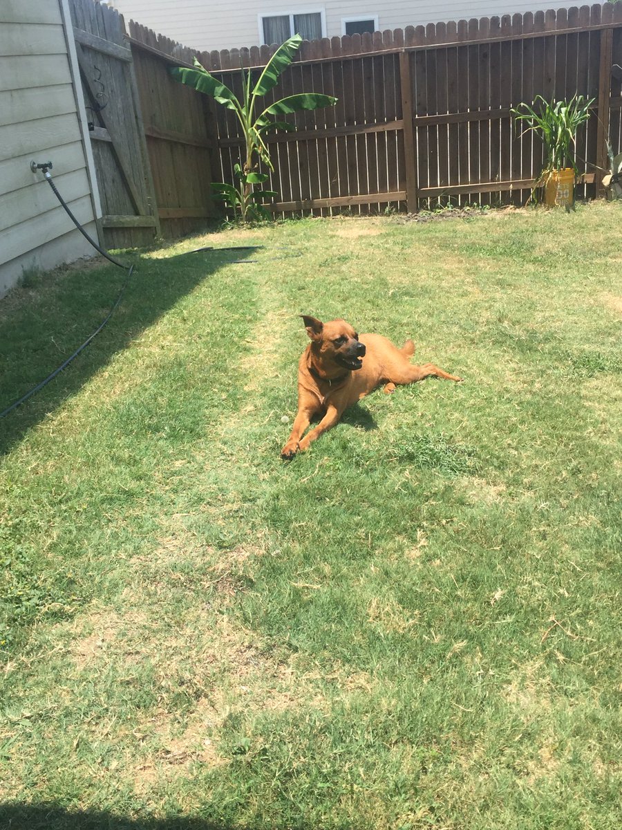 laaauurynn's tweet photo. My parents took my best friend/baby girl to a dog shelter while I was gone .. I didn't even get to say good bye 😭 ily nugget 😩 https://t.co/bvyz2hjhX9