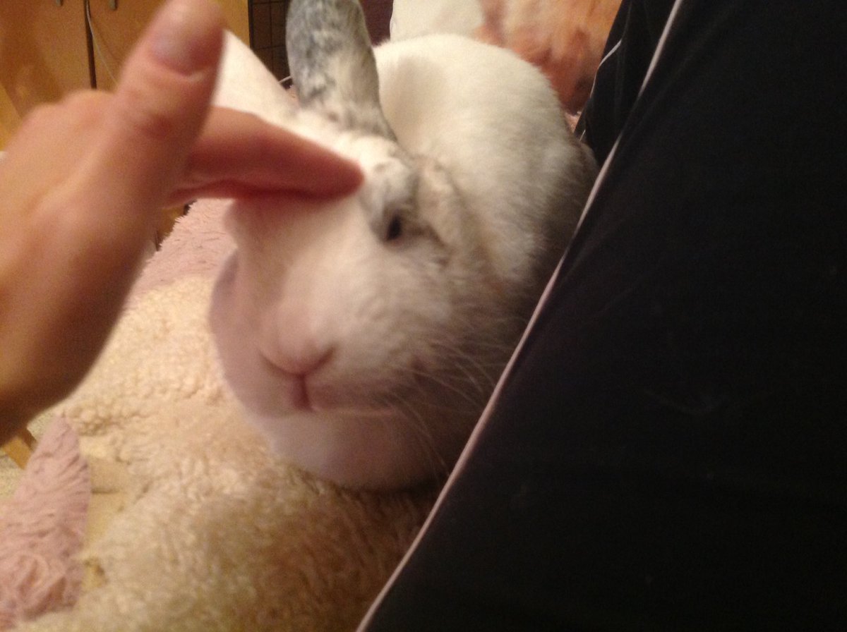spnwatchpartyUK's tweet photo. yep, it must be #watchpartytime on Wedn, the bun is back #BuffyUK https://t.co/35OqBRjQ1l