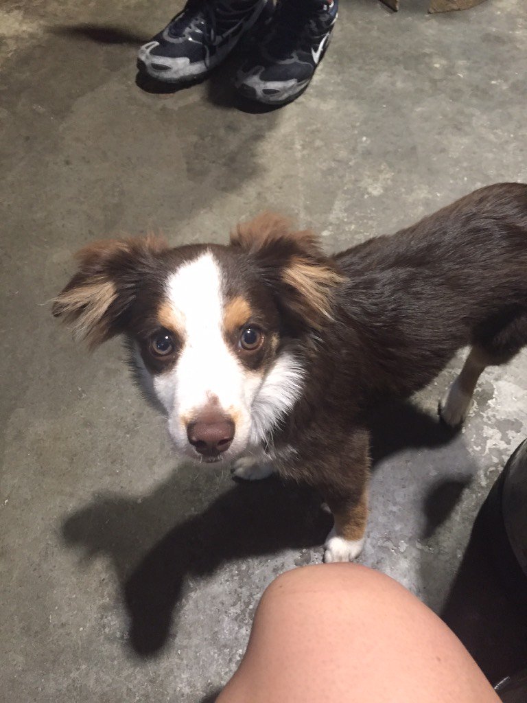 CGDraftServices's tweet image. We have a new line cleaning buddy!!!  #riverbendarena #austrailiansheperd