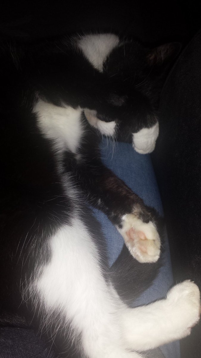 millymoosthecat's tweet photo. Dabbing cat πΉ #dabbing #cat #CatsOfTwitter #catsofinstagram #millymoosthecat #cornishcat https://t.co/ynr8IIhmLl