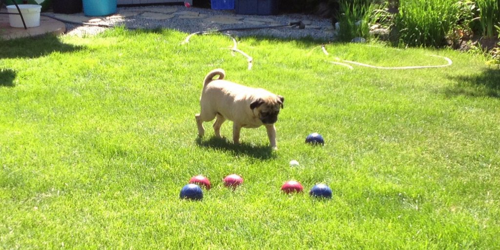 Pepe_le_Pug's tweet photo. It's not really a skill, but Summer Camp was where this puggy first learned how to play bocce ball! #YLM10 #YMCALocalMOTION https://t.co/r9dP6eihqR