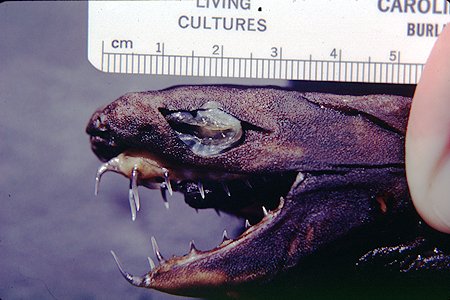 ogreenthumb's tweet photo. FISH OF THE DAY: Viper shark or Trigonognathus kabeyai https://t.co/58Nymqm5eh #FishIndex #Fish #ViperSharks #SharkWeek #Sharks https://t.co/IXrKniptnf