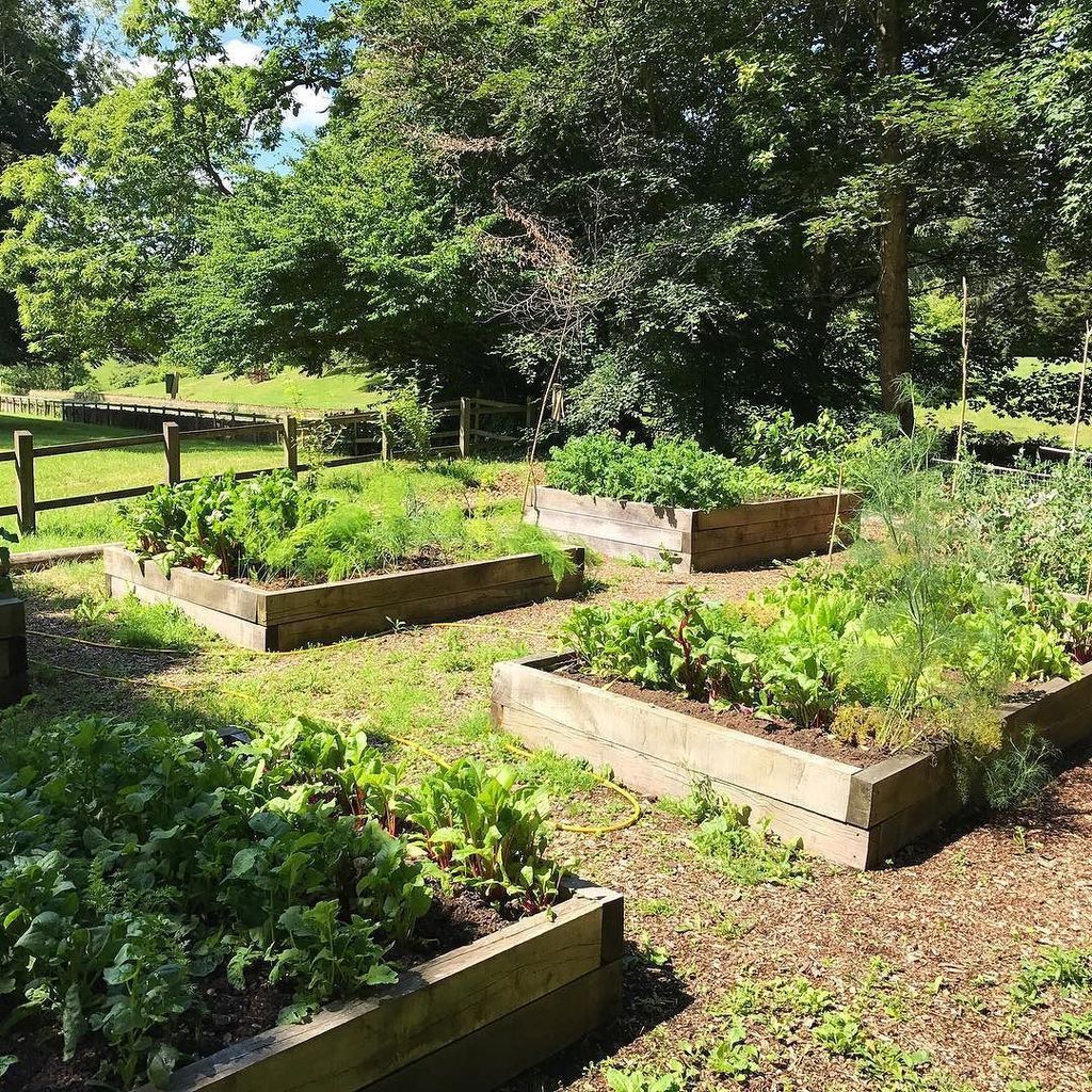 CotswoldAllotmenteer tweet media